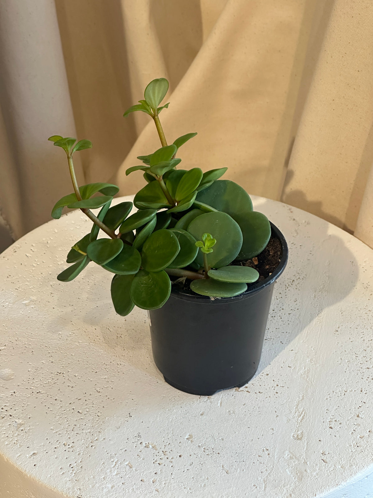 Peperomia Hope