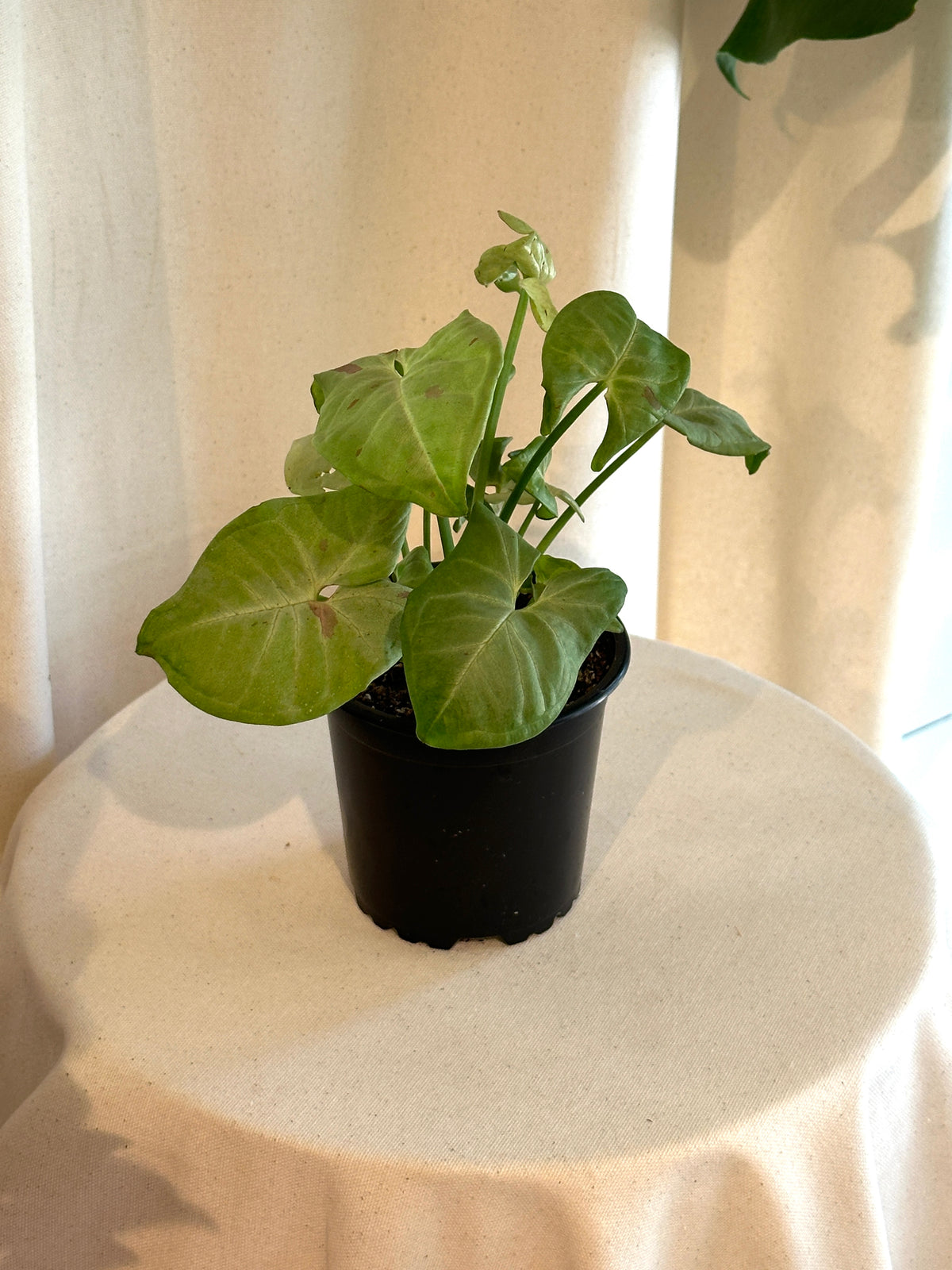 Syngonium Confetti