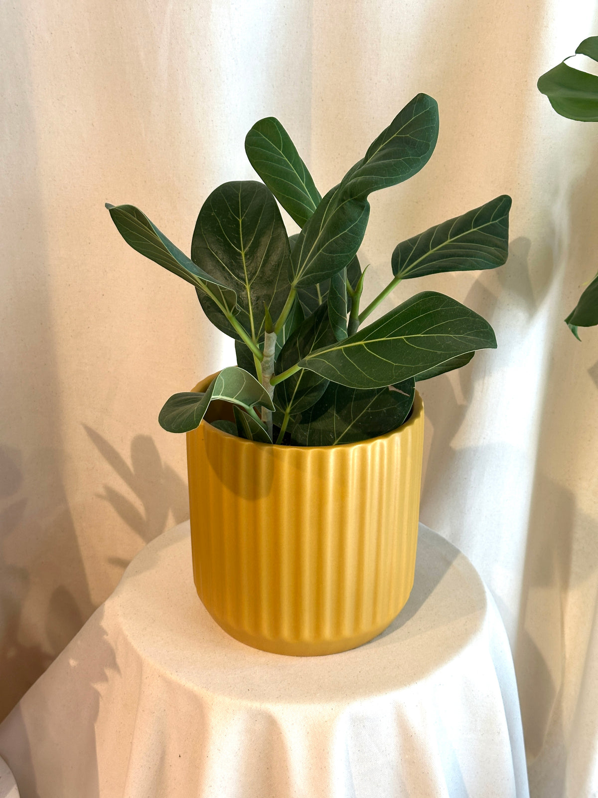 Ficus 'Audrey'