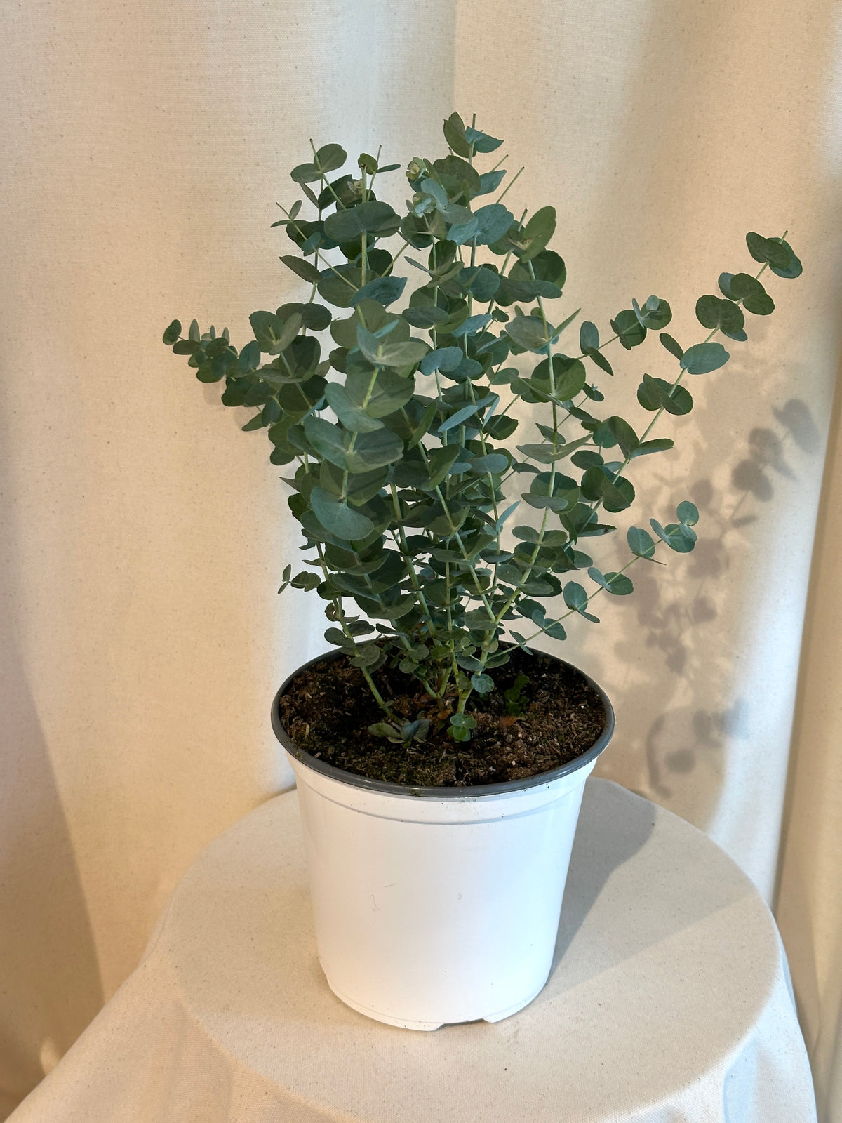 Eucalyptus Glacier Plant