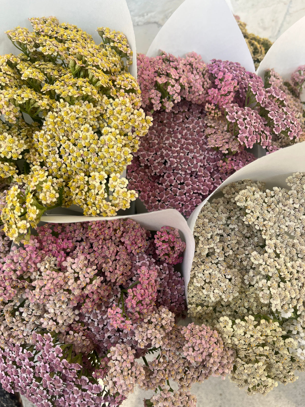 Local Yarrow Bunch