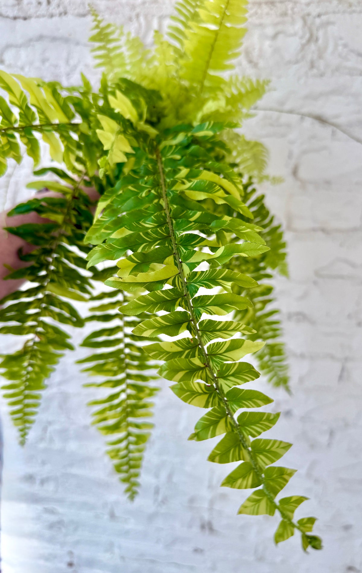 Variegated Boston Fern