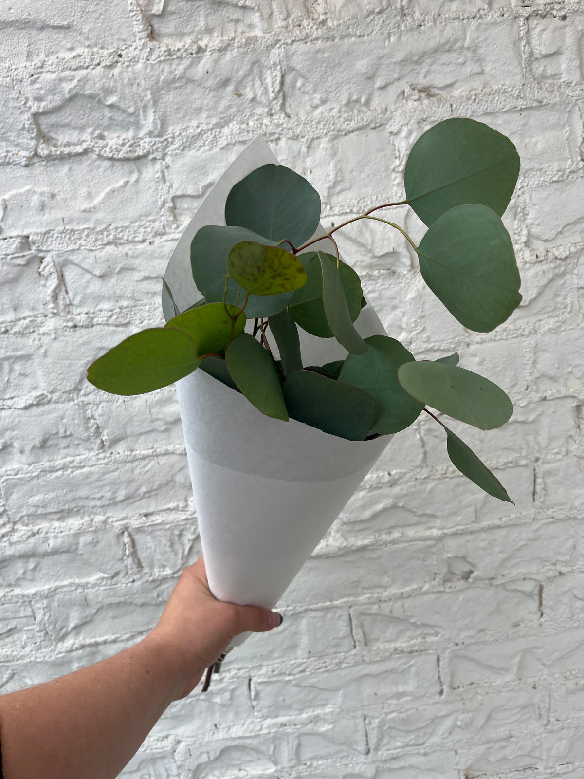 Silver Dollar Eucalyptus Bunch