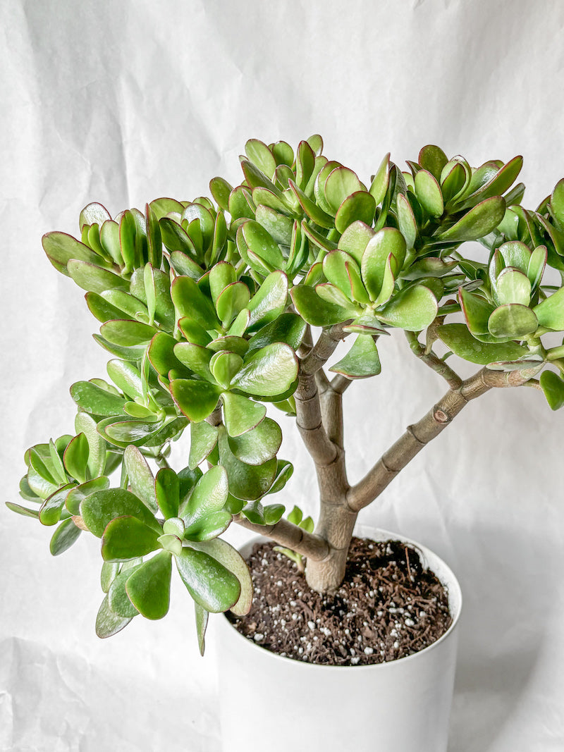 Large Jade Plant in White Pot