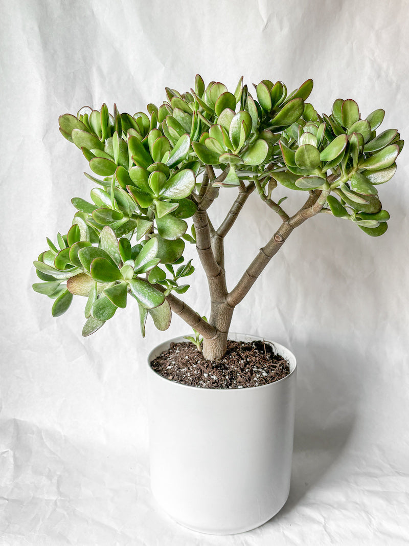 Large Jade Plant in White Pot