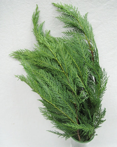 Leyland Cypress Bough
