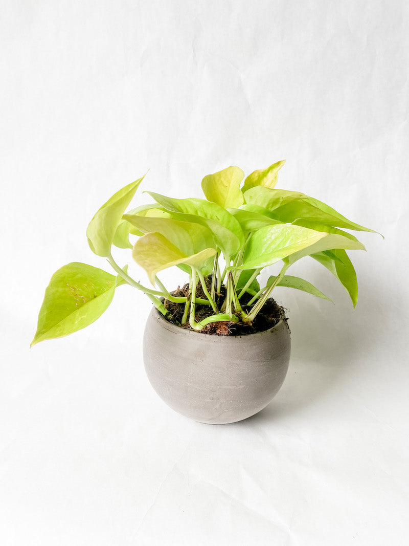 Lemon Lime Pothos in Taupe Round Planter