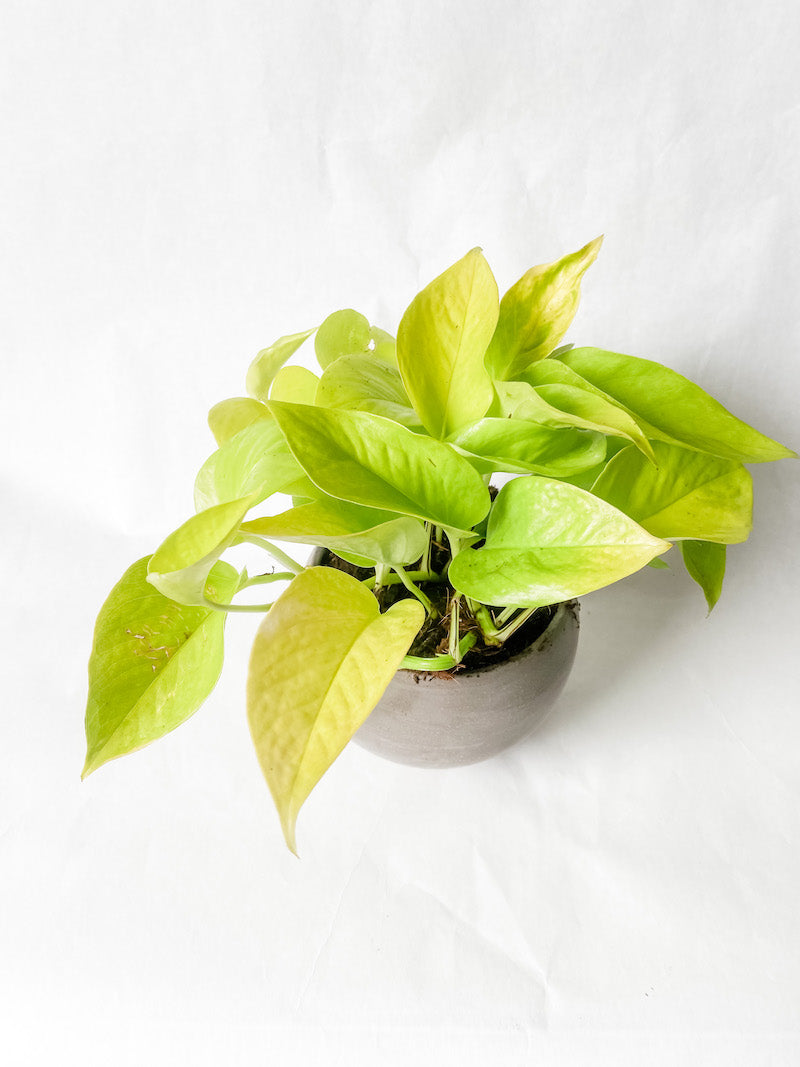 Lemon Lime Pothos in Taupe Round Planter
