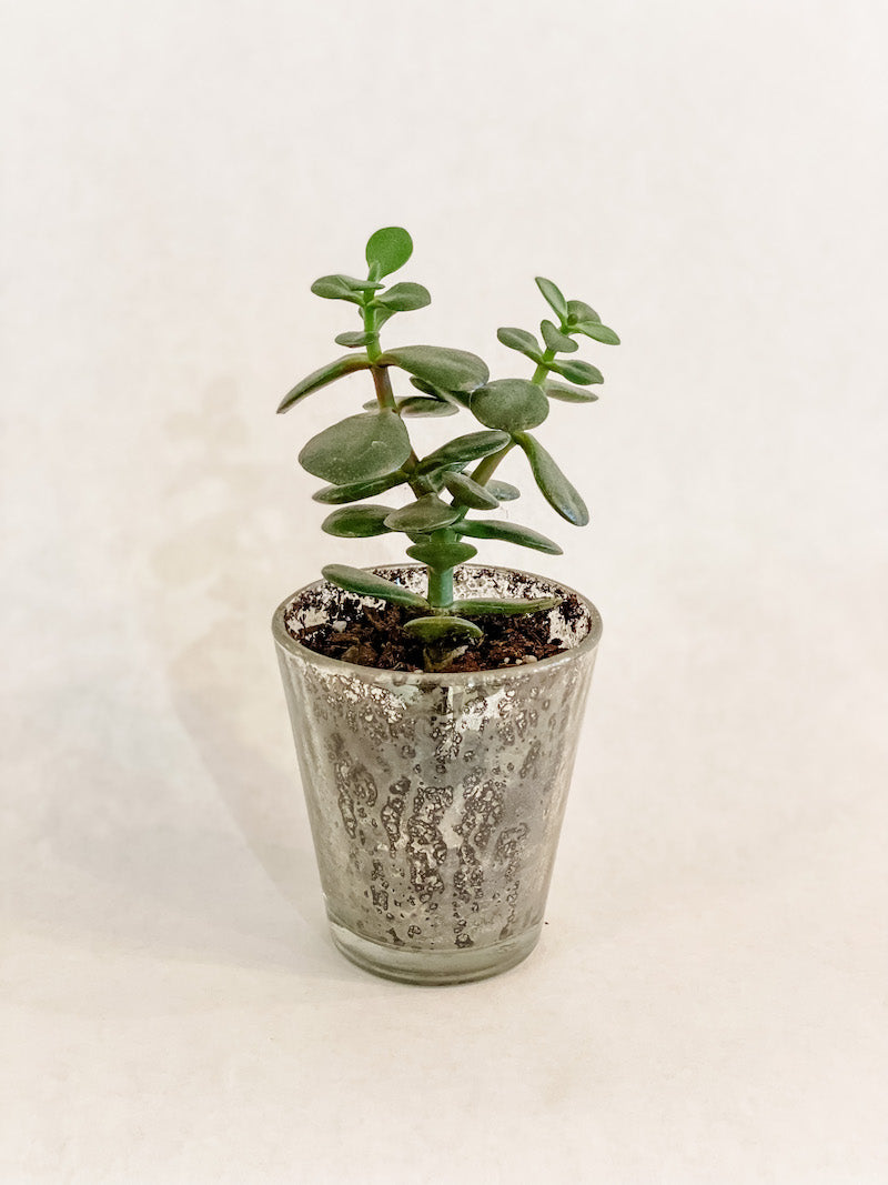 Mini Succulent Potted