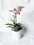 Mini Orchid and Succulent Planter
