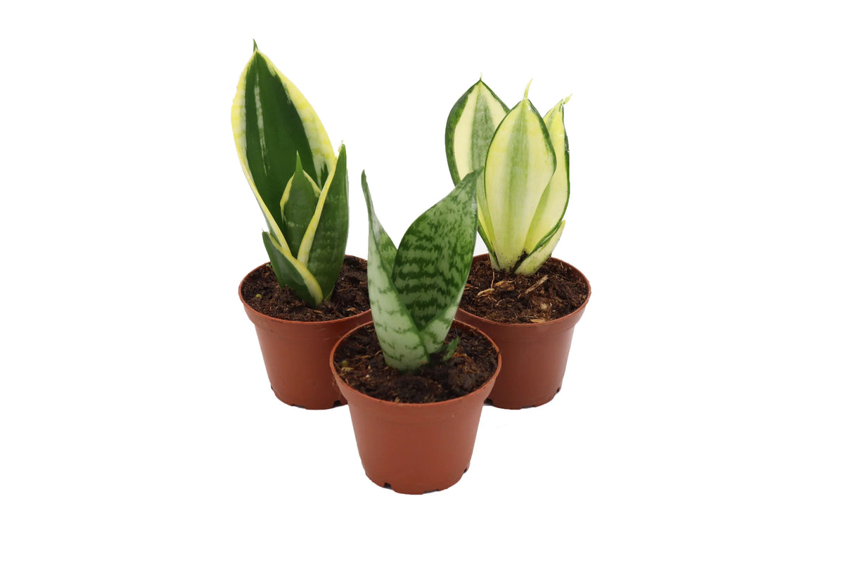 Snake Plant Assorted