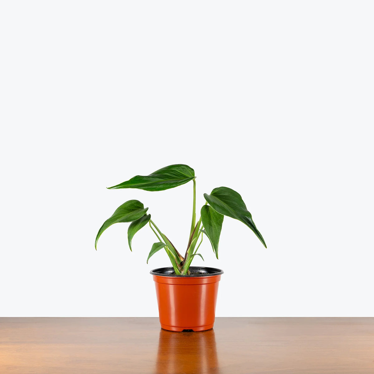 Philodendron "Burle Marx Flame"