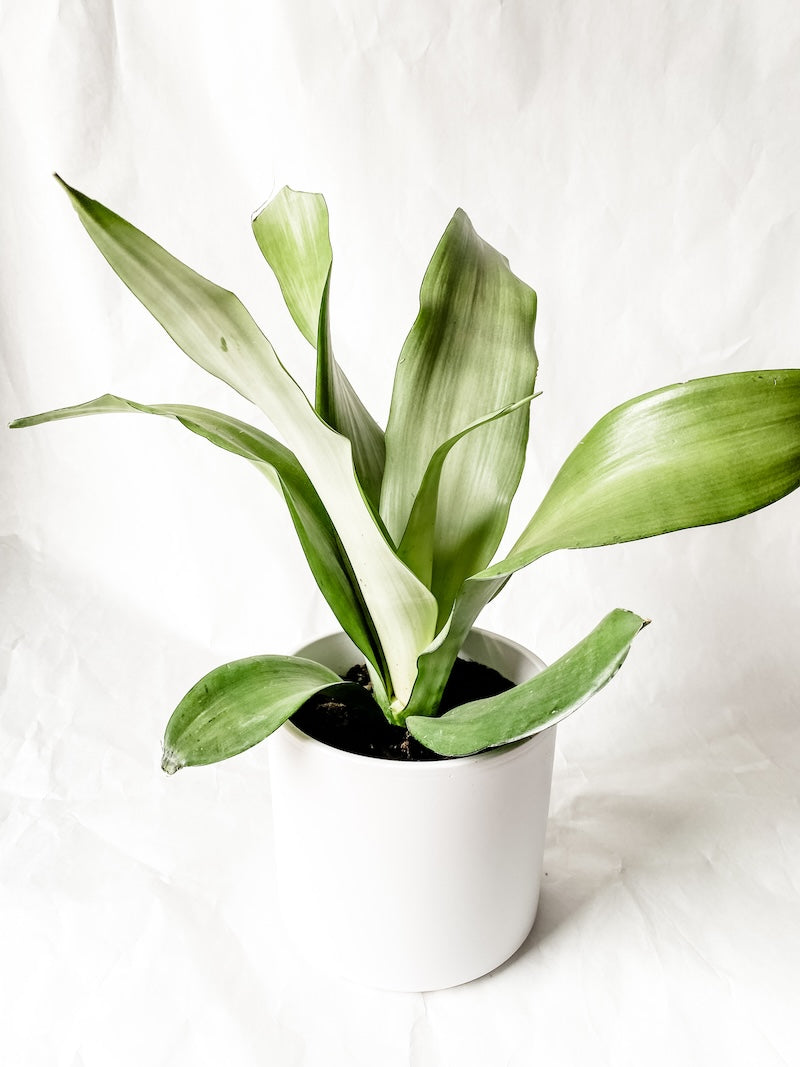 Moonshine Snake Plant