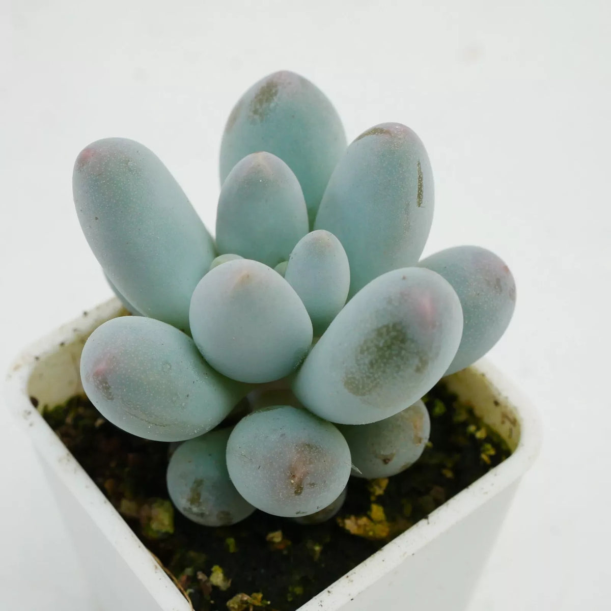 Blue Moonstone Succulent