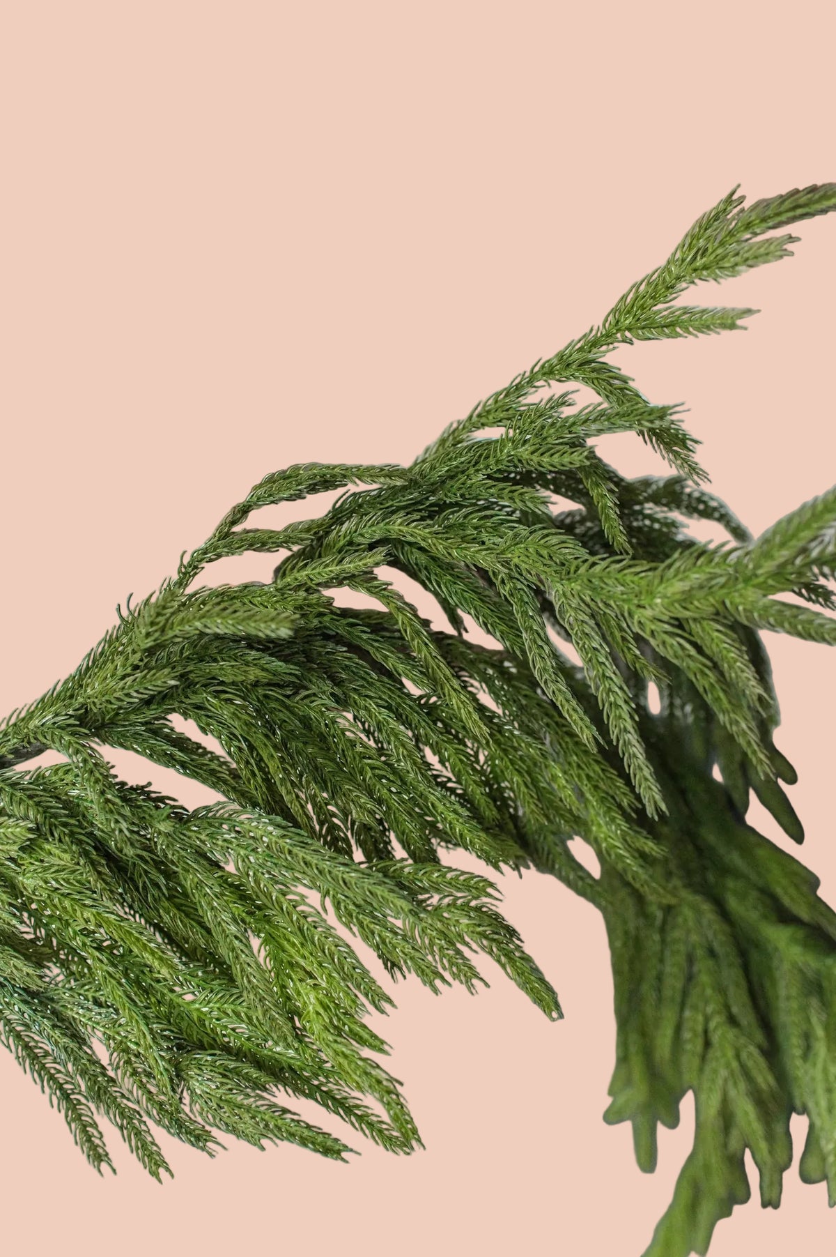 Norfolk Pine Garland - 120 Inches