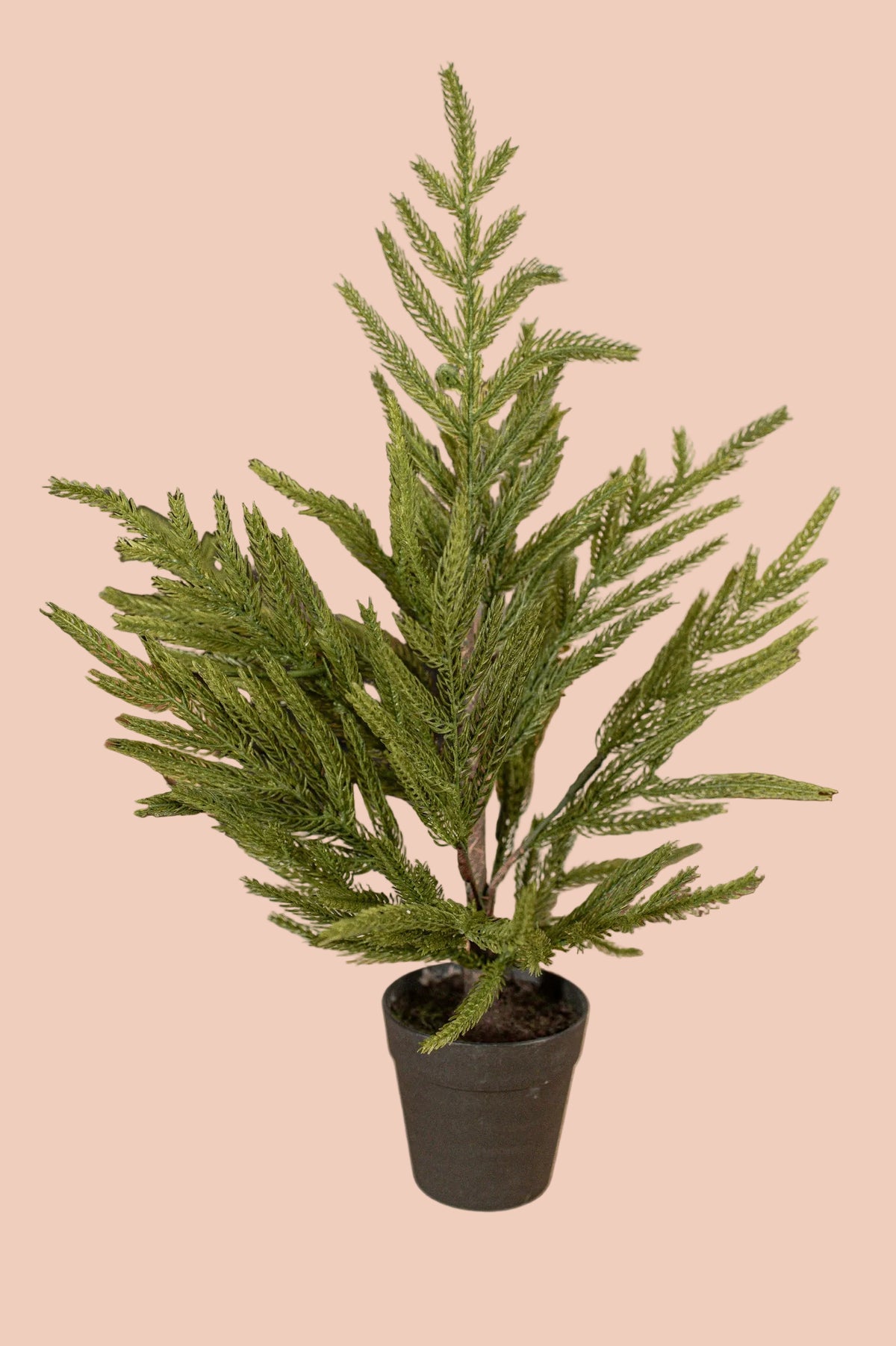 Norfolk Pine Tree - 19"