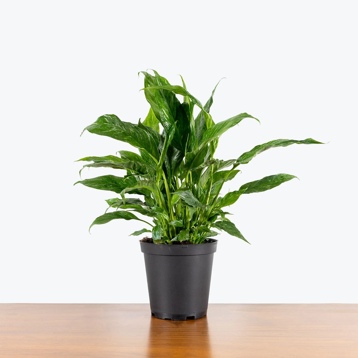 Domino Peace Lily