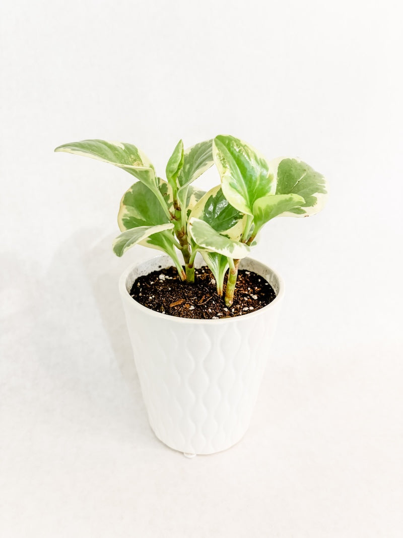 Peperomia Obtusifolia Variegata in White