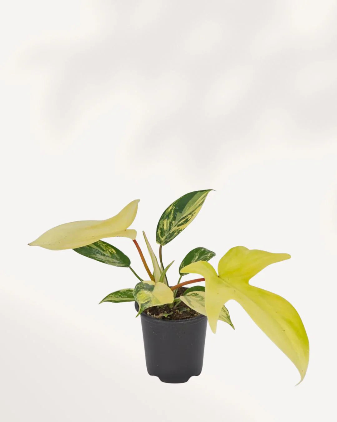 Philodendron "Florida Beauty"