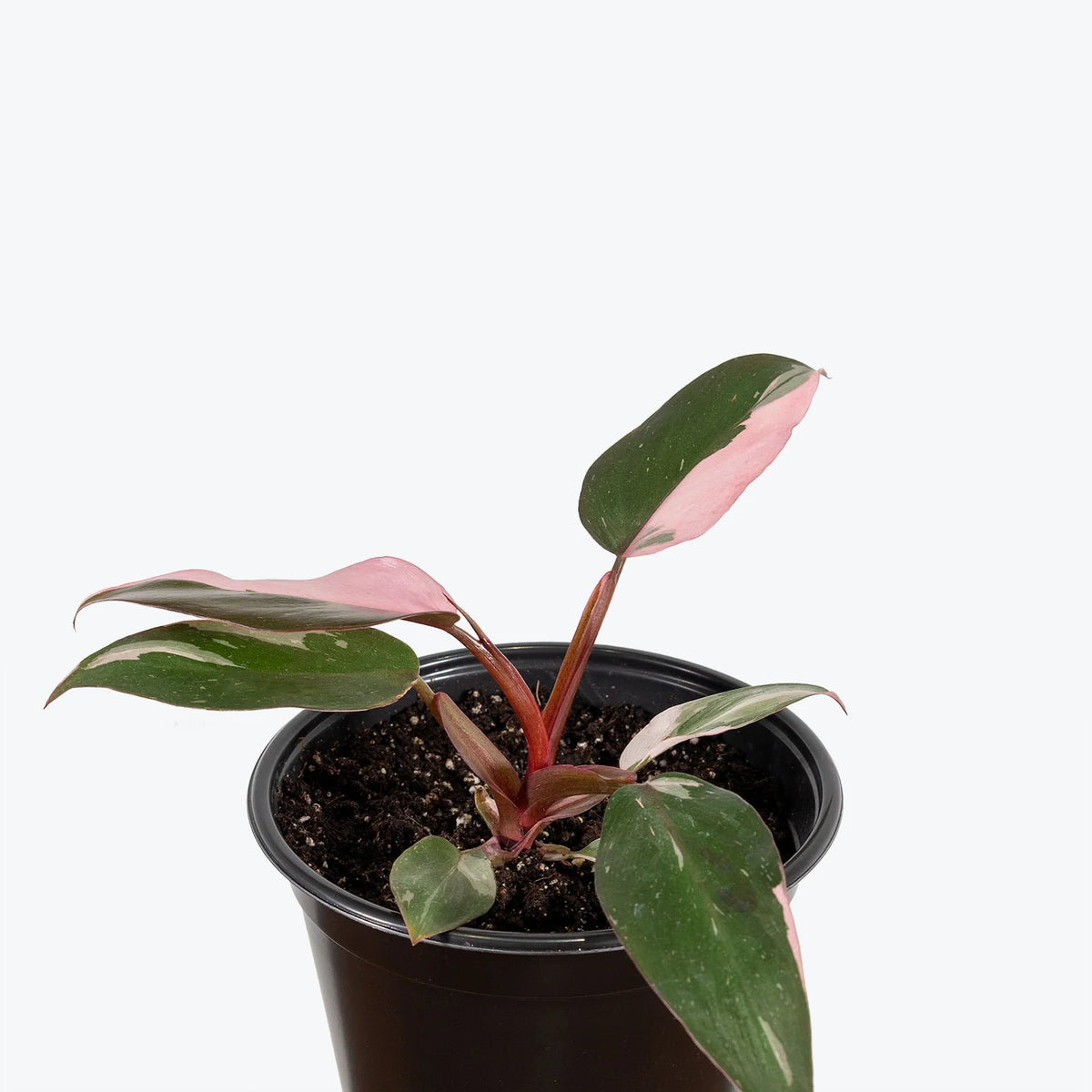 Pink Princess Marble Philodendron - 4&quot;