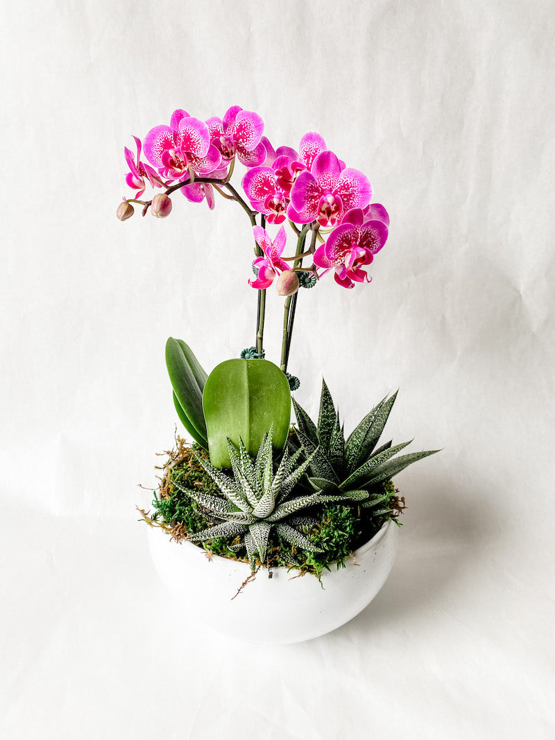 Pink Phalaenopsis Orchid with Succulents in a White Ceramic Bowl