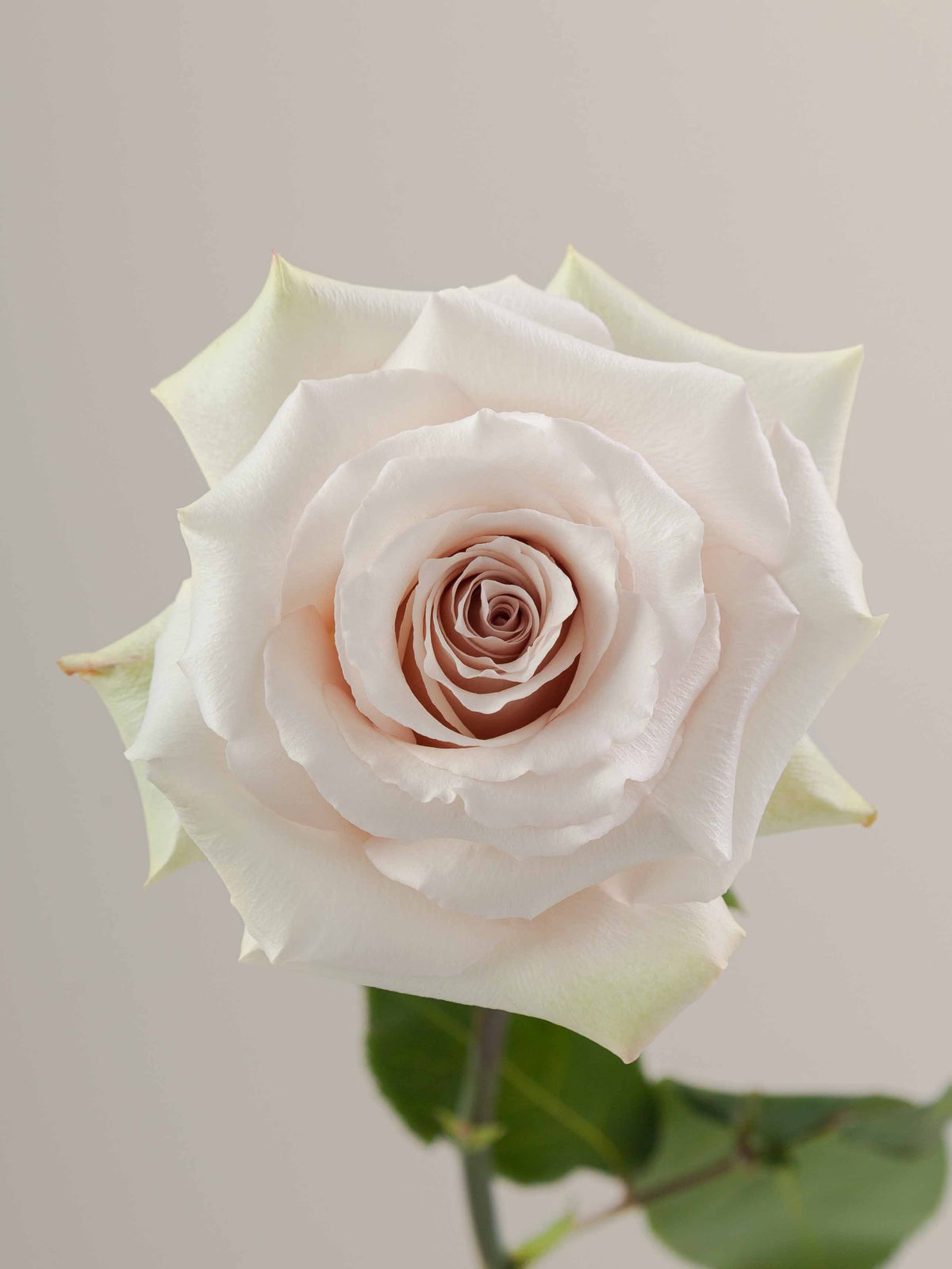 Valentine's Luxury Rose Bouquet