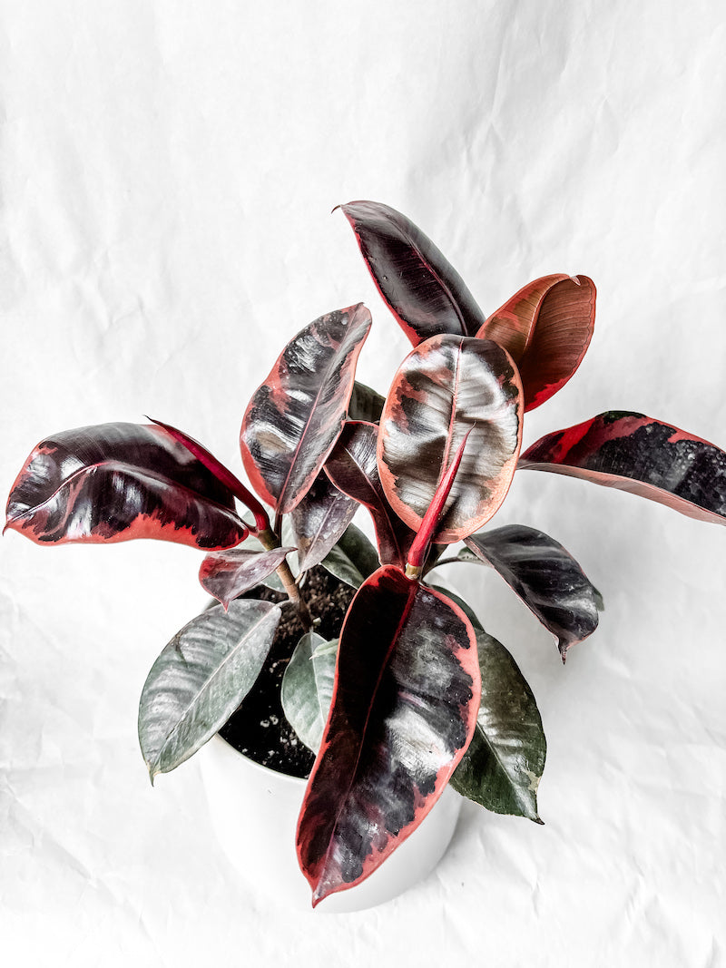 Ruby Rubber in White Ceramic