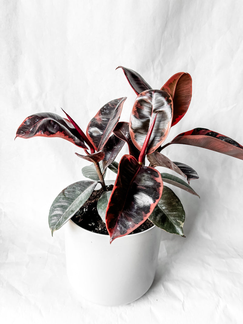 Ruby Rubber in White Ceramic