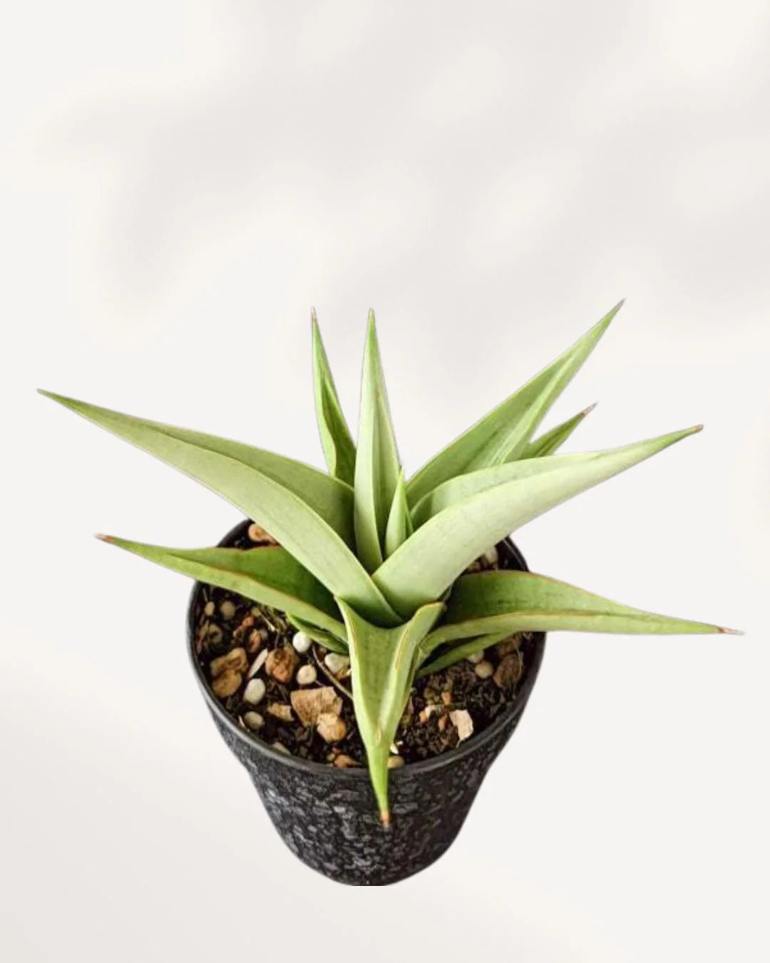 Chanin Snake Plant