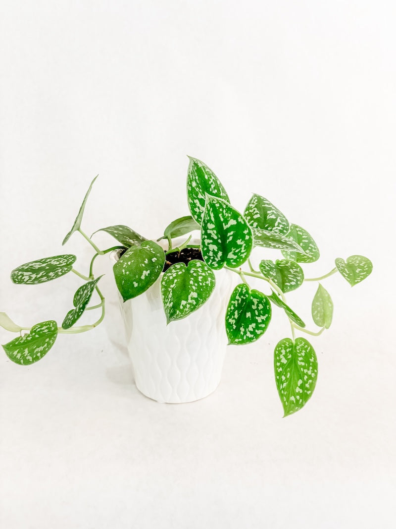 Satin Pothos 