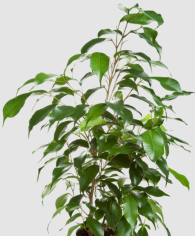 Ficus Benjamina