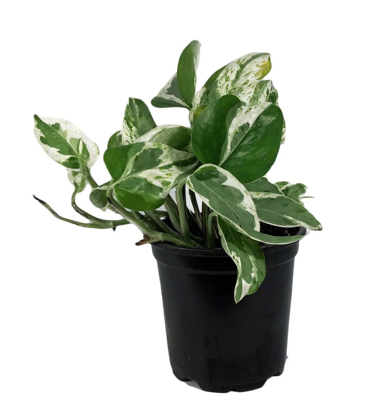 Pearls and Jade Pothos