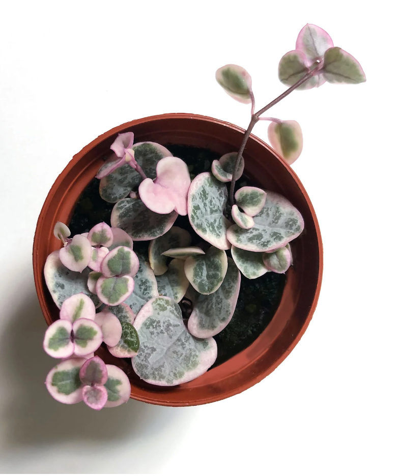 String of Hearts Variegated - 3&quot;