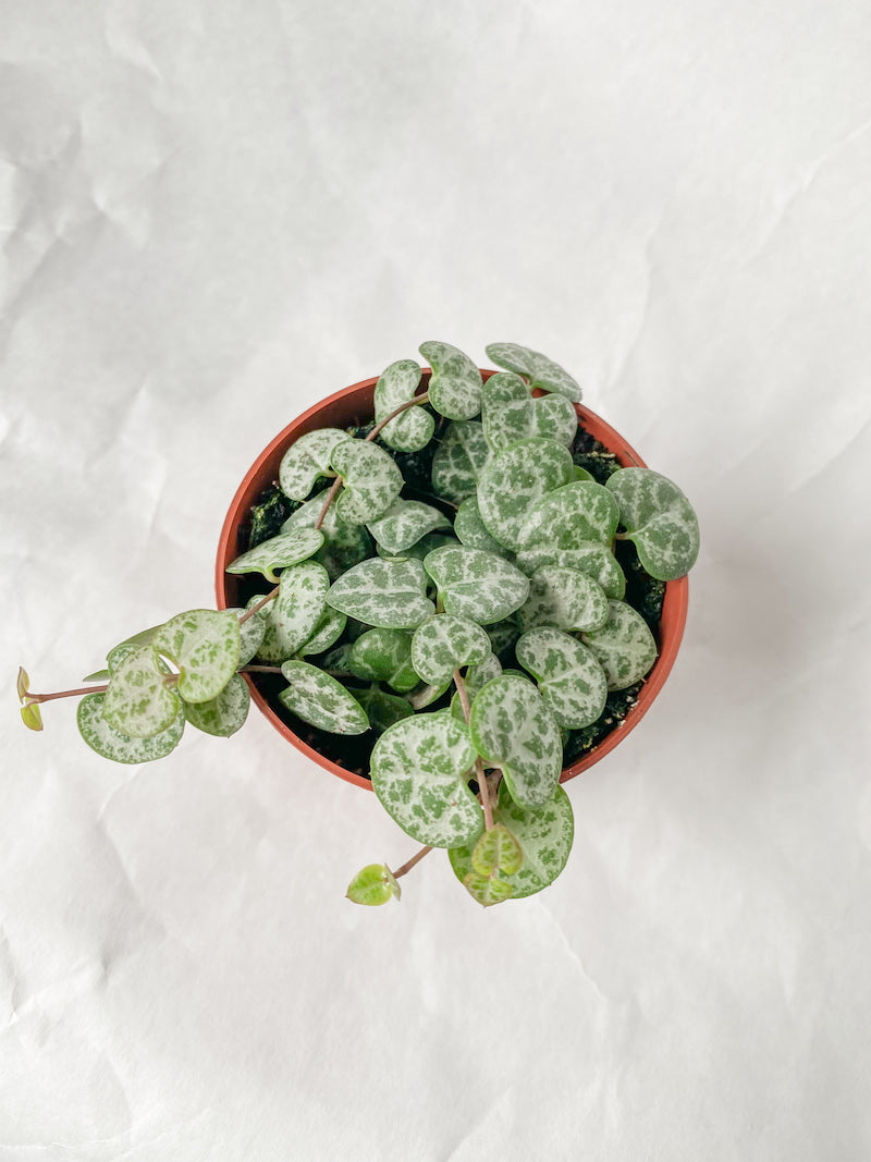 String of Hearts - 3"