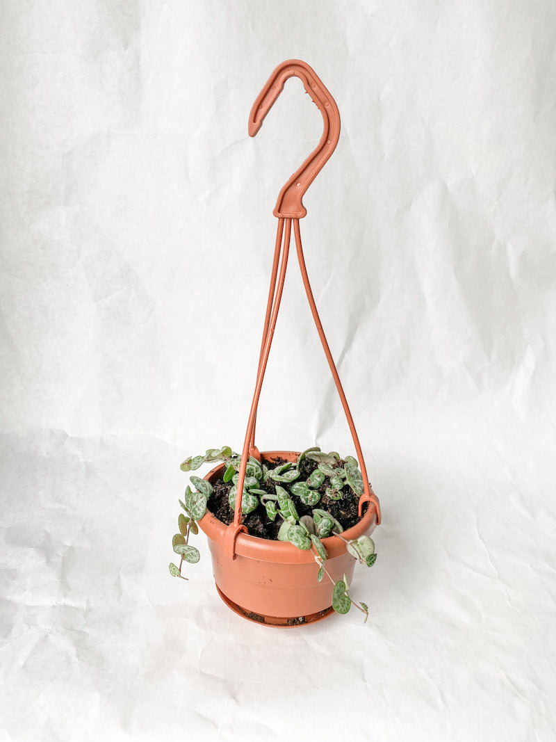 String of Hearts in Hanger
