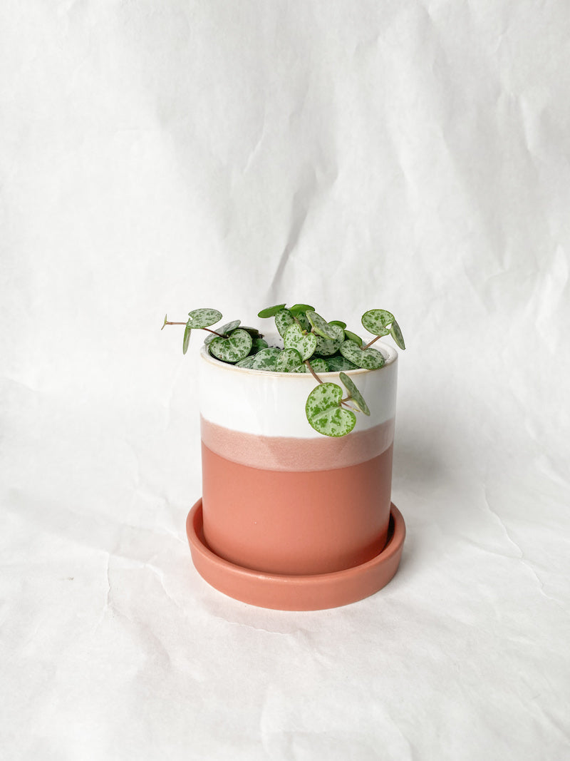 String of Hearts in Striped Pot