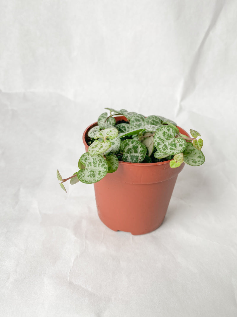 String of Hearts - 3"