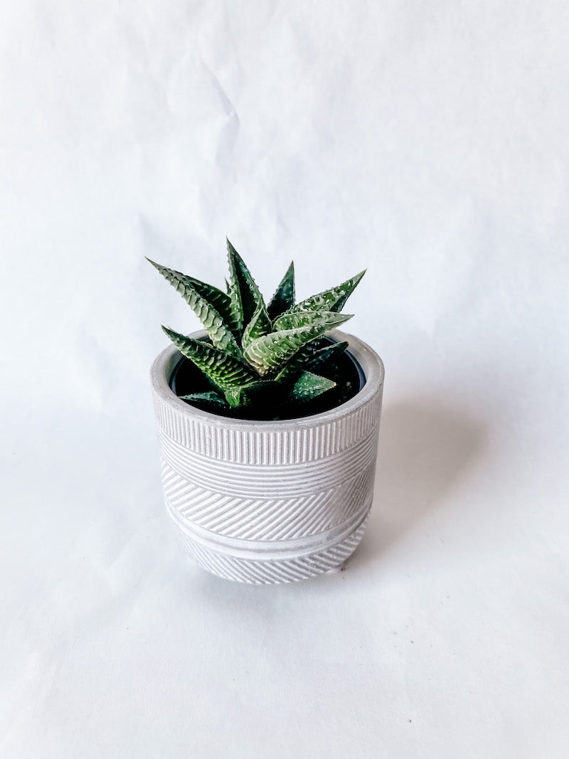 Succulent in Grey Pedestal