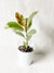 Tineke Rubber Plant in White Ceramic Pot