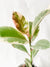 Tineke Rubber Plant in White Ceramic Pot