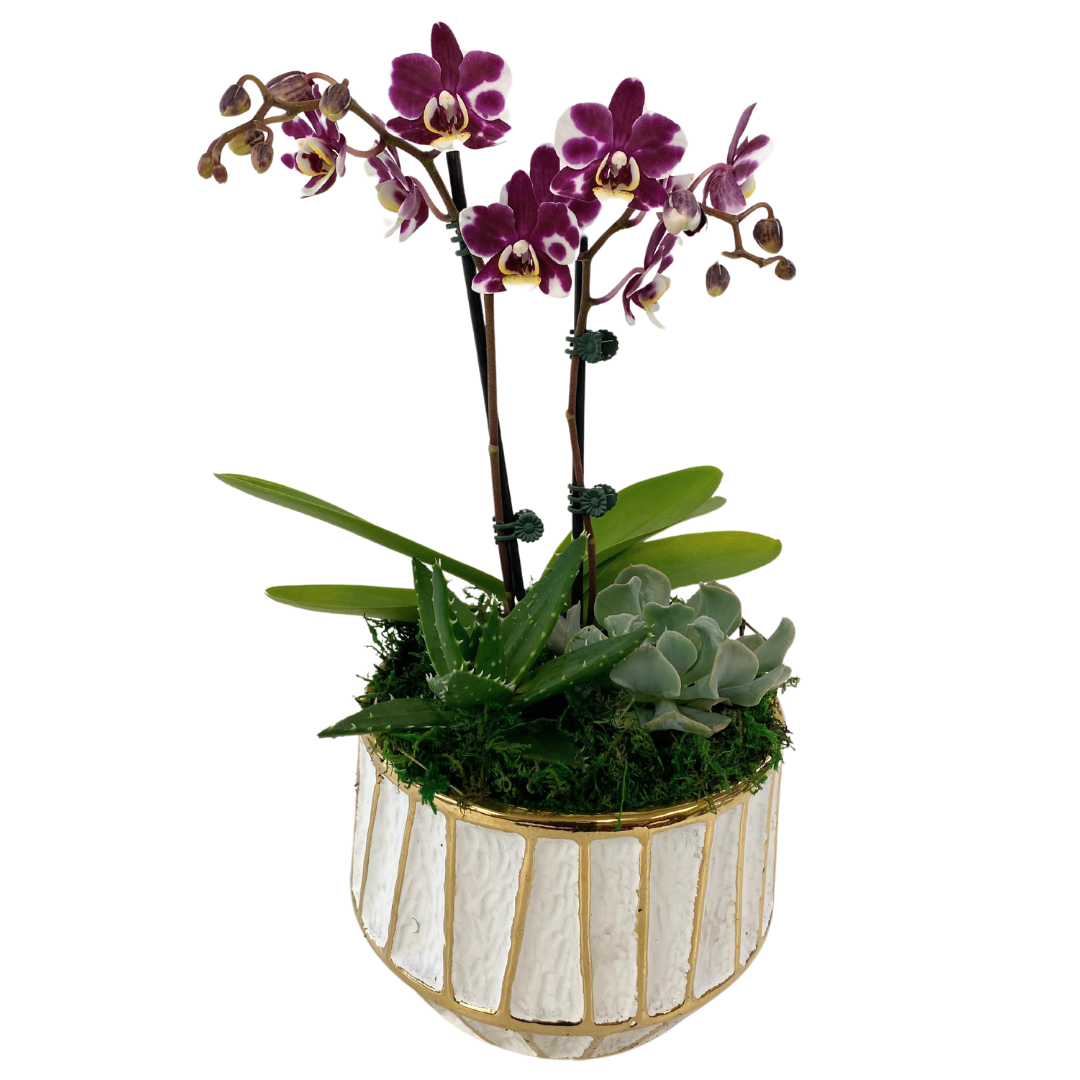 Orchid and Succulent Mixed Planter