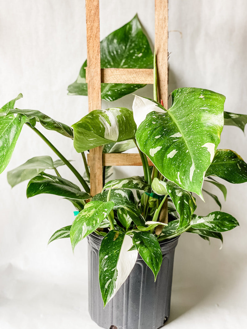 White Princess Philodendron Trellised