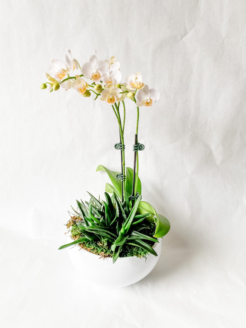 White Phalaenopsis Orchid with Succulents in a White Ceramic Bowl
