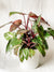 White & Pink Princess Philodendron
