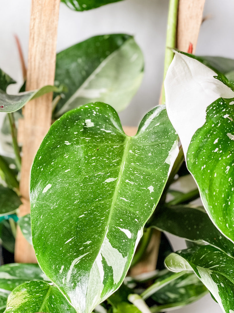 White Princess Philodendron Trellised
