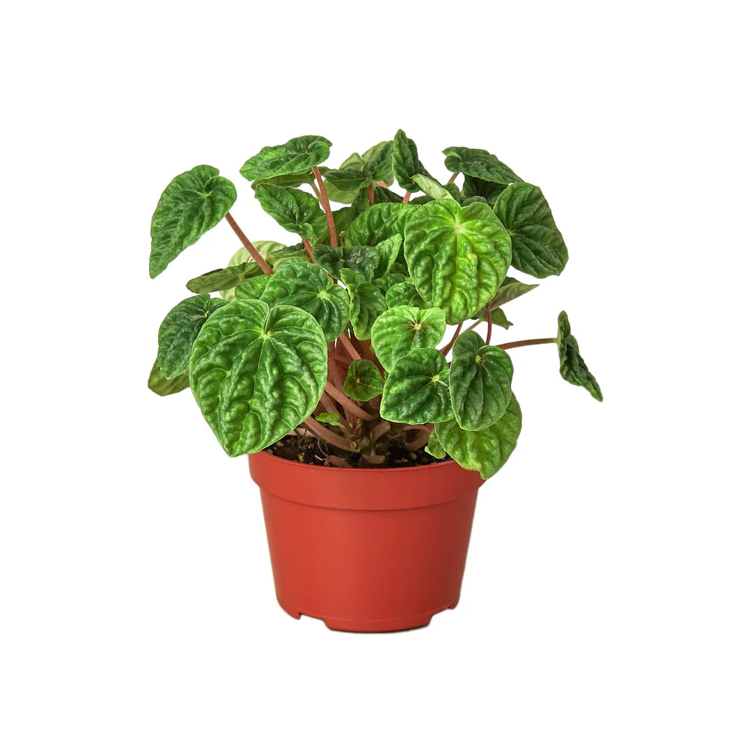 Peperomia Ripple Green
