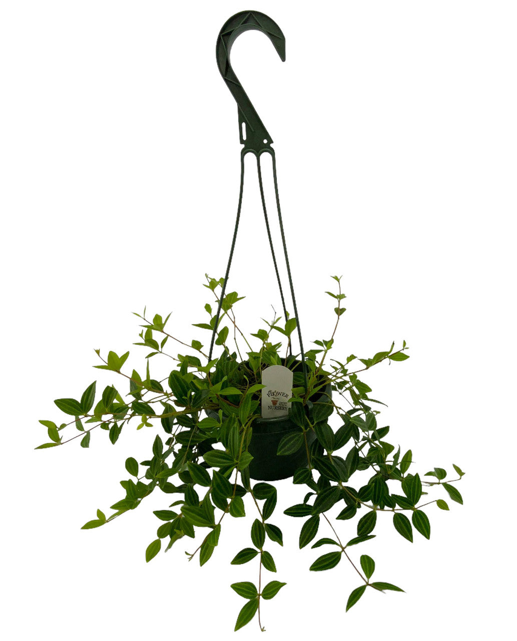Peperomia Angulata