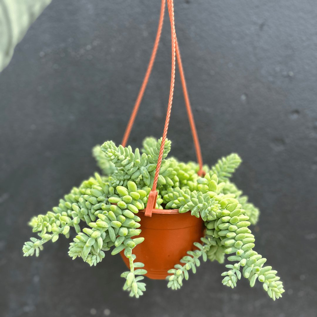 Burrows Tail Succulent