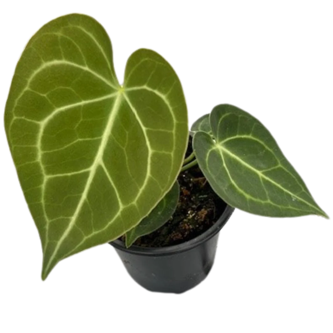 Anthurium Clarinervium