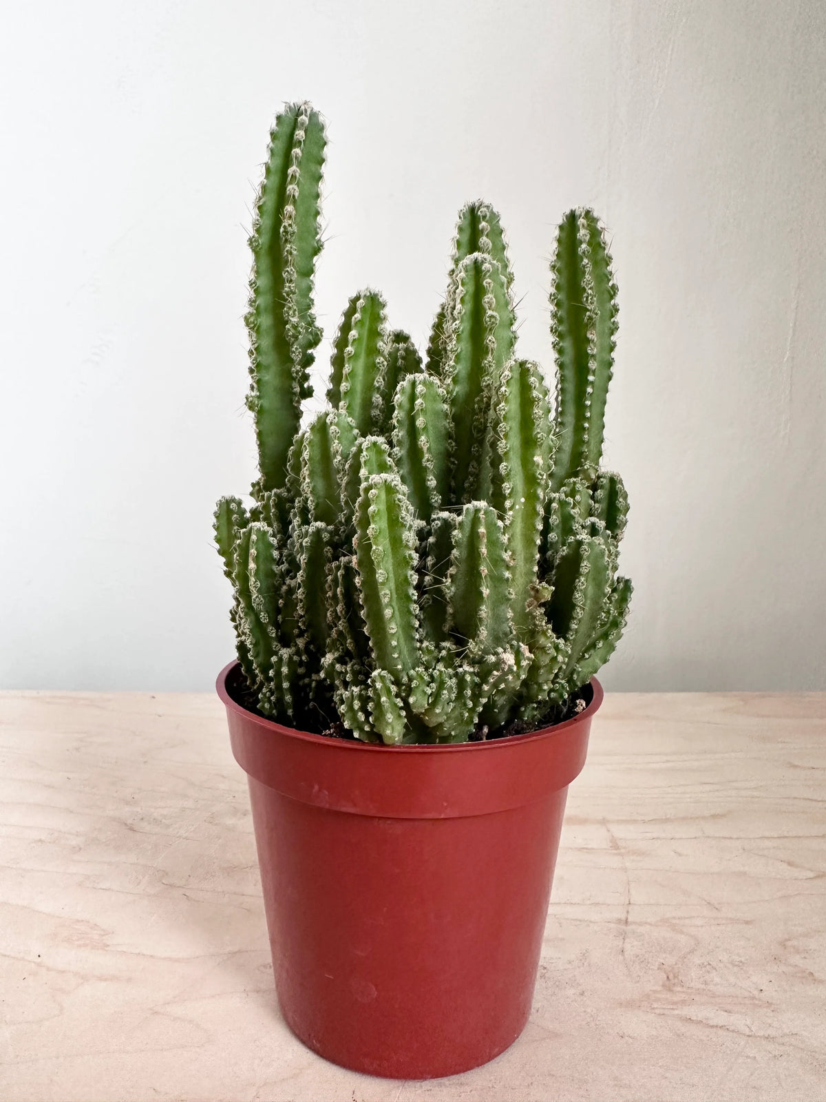 Fairy Castle Cactus
